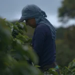 Kolombiya Huila Pink Bourbon | Nitelikli Çekirdek Kahve | Natural Mikro-lot | Rare Series - Görsel 8