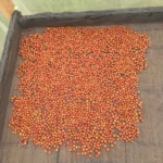 Kolombiya Huila Pink Bourbon | Nitelikli Çekirdek Kahve | Natural Mikro-lot | Rare Series - Görsel 9